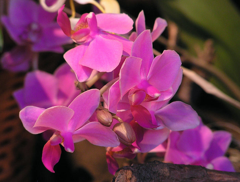 Orchidea.30.JPG - OLYMPUS DIGITAL CAMERA